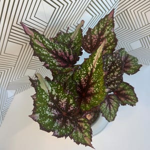 Begonia African Jungle/ Houseplant/ Indoor Plant/ Gardening