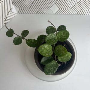 Hoya Mathilde  Splash / Rare Hoya/ Houseplant/ Indoor Plants