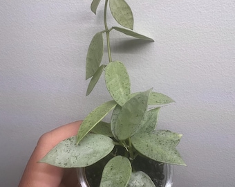 Hoya Lacunosa Winter Pandora | Exact Plant | Rooted and Actively