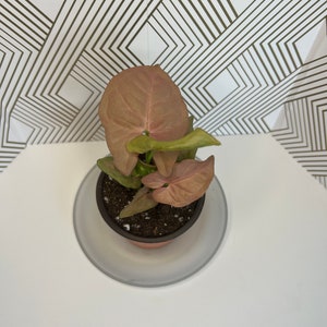 Pink Syngonium/ Houseplant