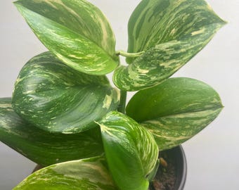 Scindapsus Treubii Moonlight Variegated