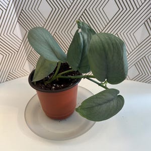 Scindapsus platinum Java/ house plant/ exotic plant