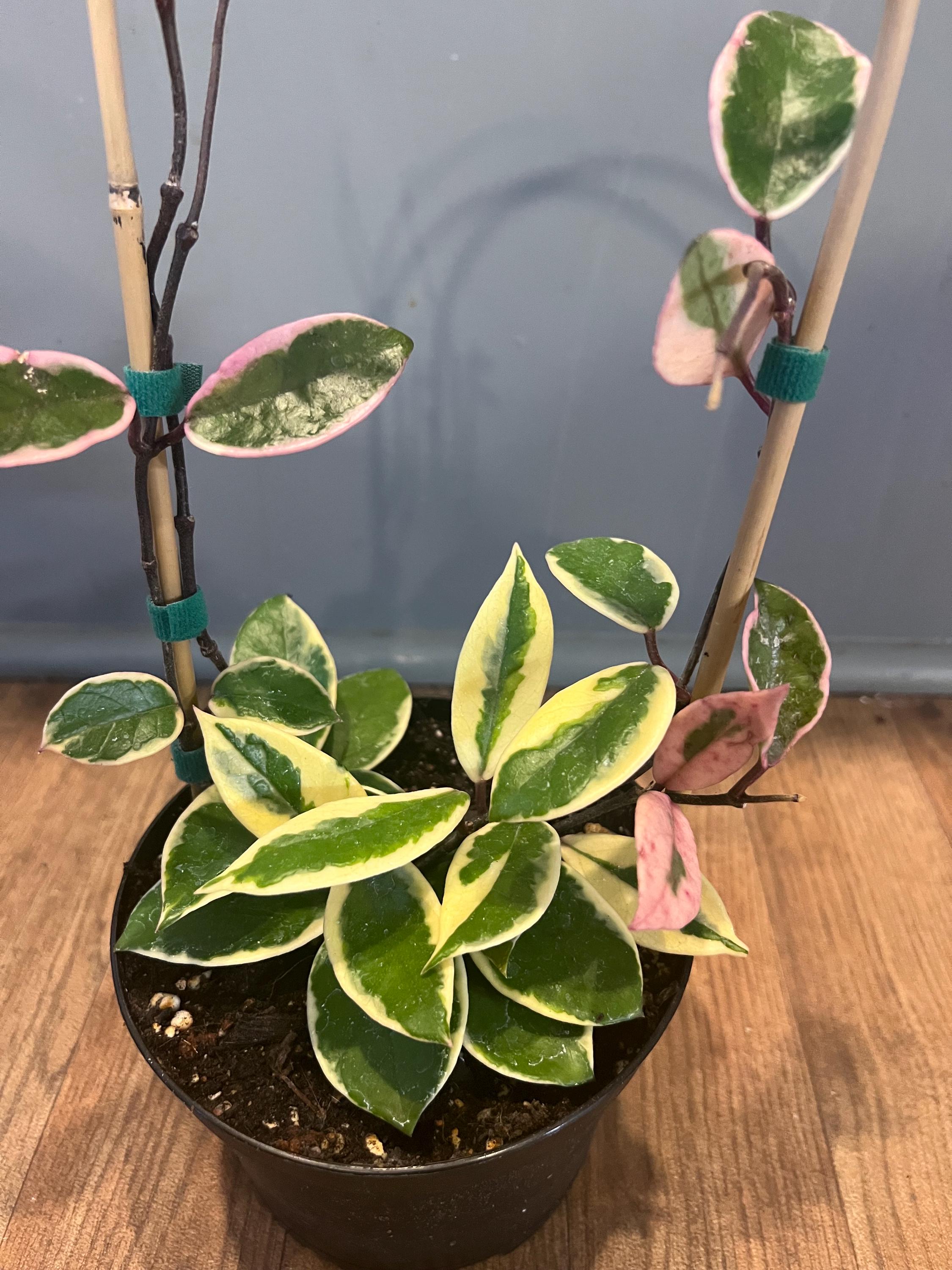 Hoya Flamingo Dream/ Hoya Carnosa - Etsy