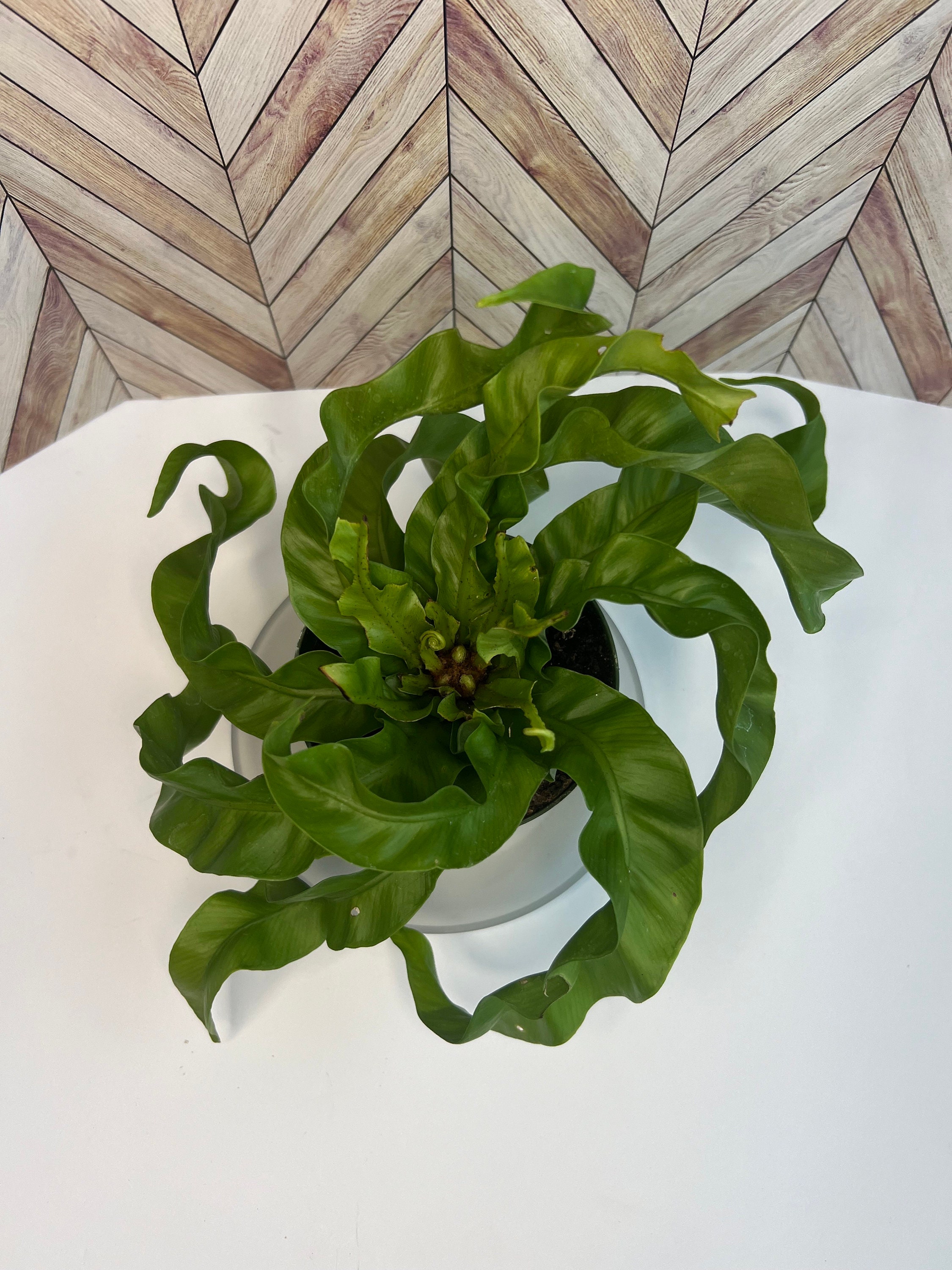 chinese money plant near me Chinese Money Plant — Green Acres Nursery & Supply main image 0