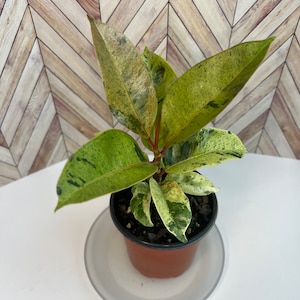 Ficus Moonshine Shivereana/ Ruber plant
