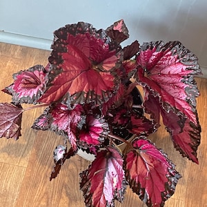 Begonia Rex/Painted-leaf Begonia/ Houseplant/ Indoor Plant/ Gardening
