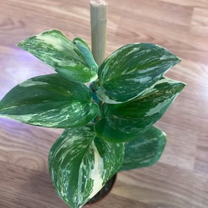 Scindapsus Treubii Moonlight Variegated