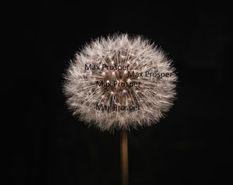 Dandelion Close-Up Digital Download | Nature Photography