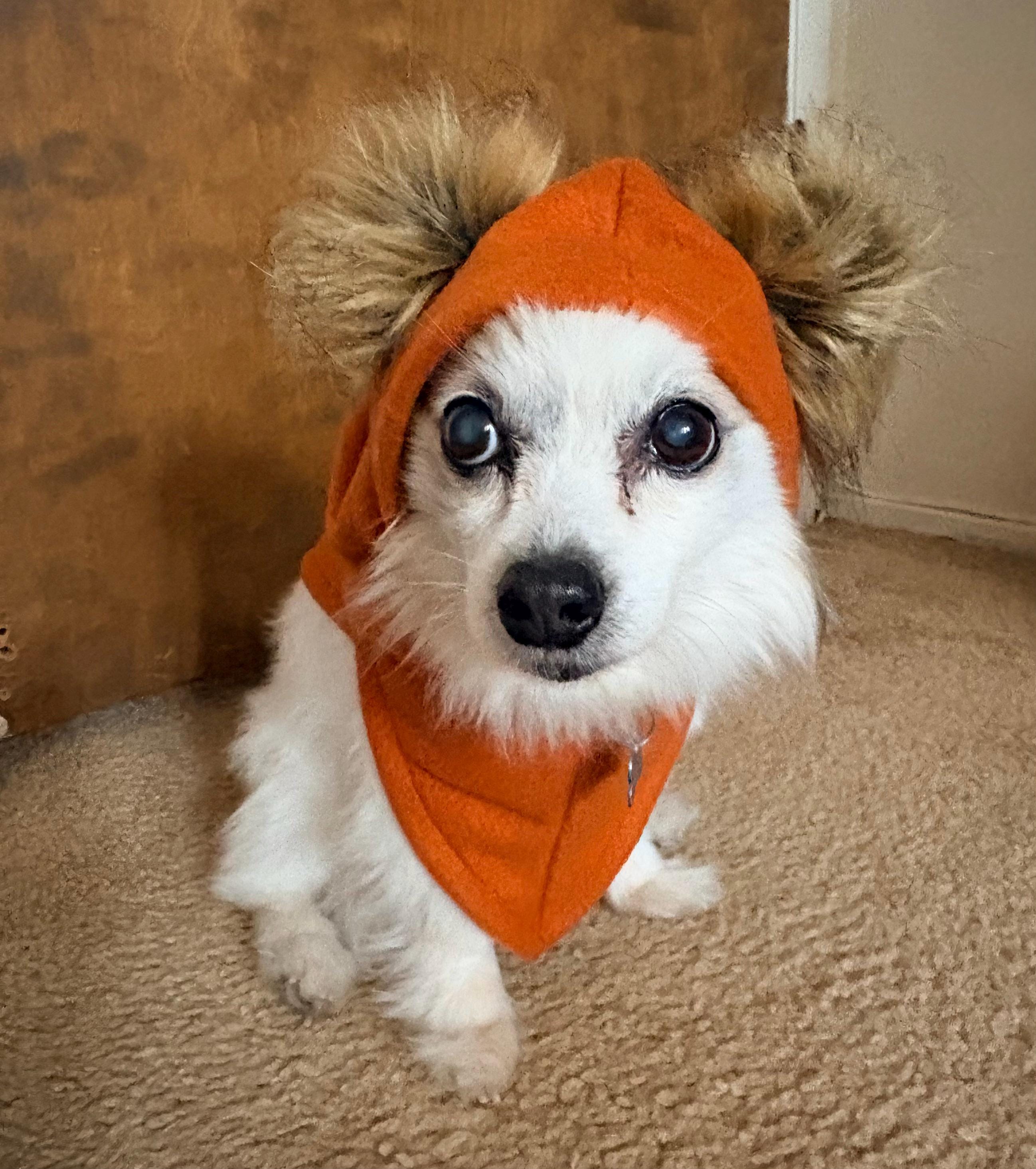Starwars dog costume - Etsy 日本