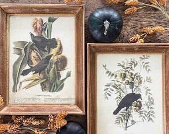 Vintage Audubon Bird Book Plates: Framed Crow & Purple Crackle Artwork (14" x 11.25")