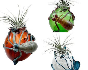 Octopus Terrarium - You Choose the Color