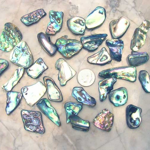 Paua Abalone 8pc MEDIUM NO HOLE New Zealand shells for Jewelry, Charms, Scrapbooking, Crafts Paua4a