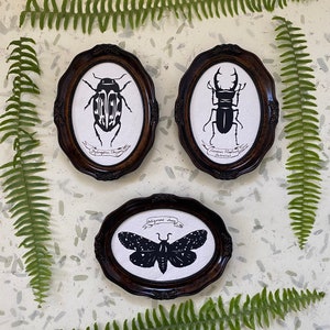 SALT MARSH MOTH Papercut Hand-Cut Silhouette, Framed image 3