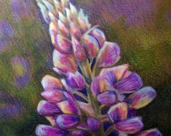 dessin d’art original 8x10 couleur crayon lupine florale décor de mur de lilas floral maté à 11x14