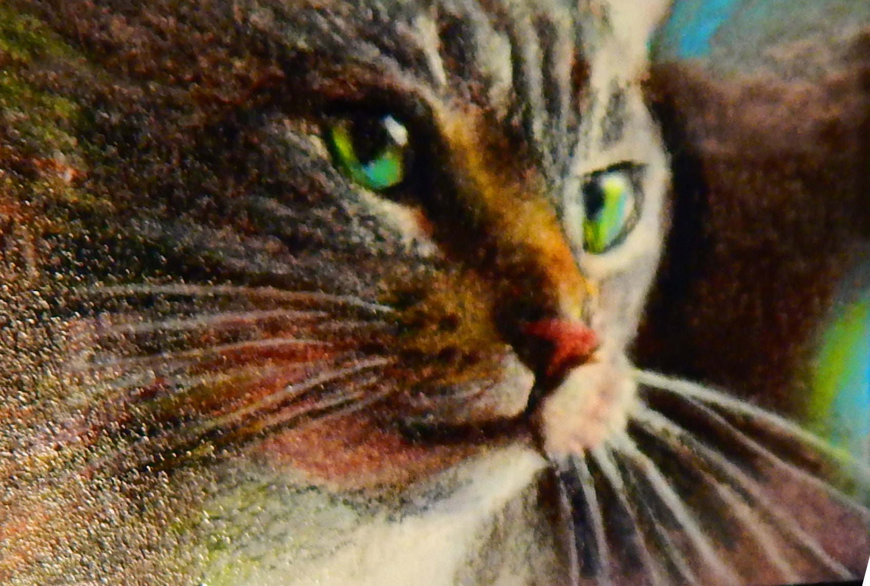 Original Art Aceo Drawing Intence Stare Green Eyed Cat - Etsy Australia