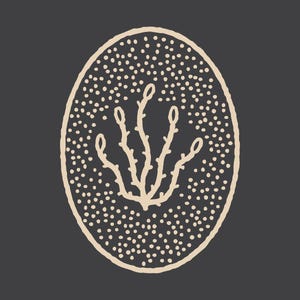 Ocotillo - Wüstenserie