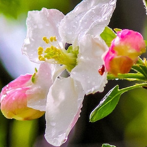 ROSE OF SHARON, White Flower, Pink flowers