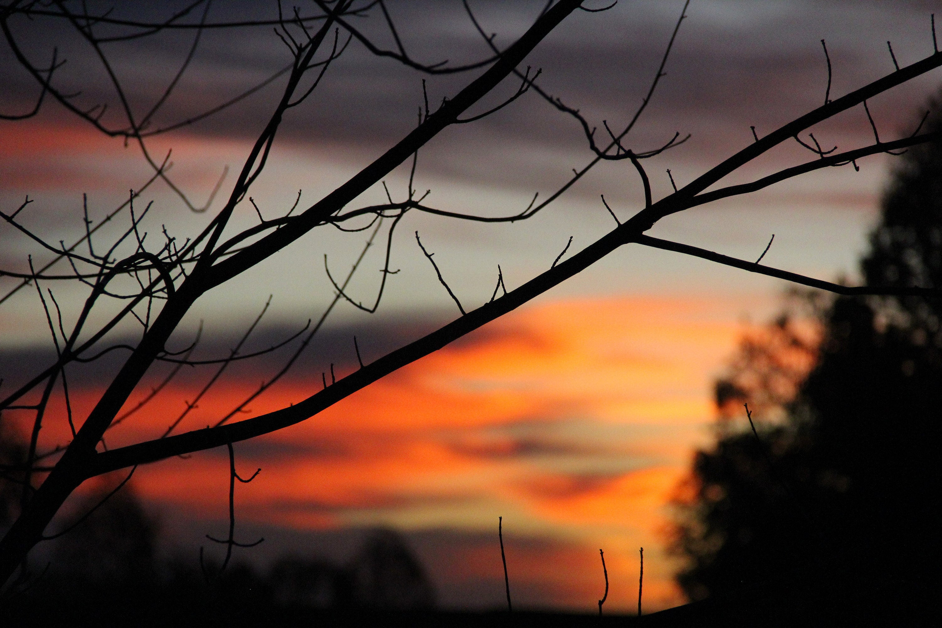 Sunset Tree Branch Art Print - Etsy