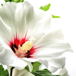 White flower, Rose of Sharon,