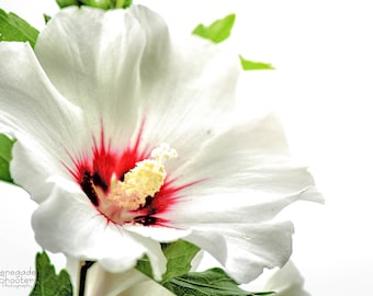 Fleur blanche, rose de Sharon,