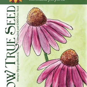Echinacea Seeds - Purple Coneflower