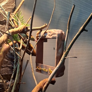 Natural Magnetic Feeder for Bearded Dragon, Rock, Gecko, Chameleon. LOGO, without glue, just click. PHYSICAL PRODUCT