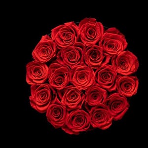 Rose Forever,  Preserved Flower Rose Circle box of 19 - 23 Preserve Roses, Free Shipping