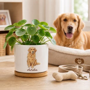 Puede incluir: Una maceta cilíndrica de cerámica blanca con base de madera, que presenta una ilustración colorida de un golden retriever y el nombre Aurelia impreso en letra marrón, con una planta Pilea peperomioides de hojas redondas.