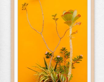 Bo Kaap Cape Town wall art, plants home decor, orange street photography print