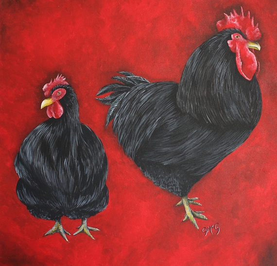 jersey black giant rooster