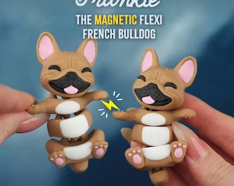 Frankie the Flexi French Bulldog