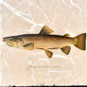 May include: A brown trout fish illustration on a beige stone tile with the text "THE BROWN TROUT (SALMO FARIO)"
