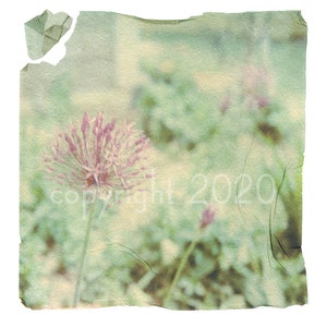 Polaroid emulsion lift - Allium