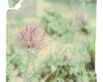 Polaroid emulsion lift - Allium