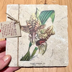 May include: A marble trivet with a botanical illustration of a Stanhopea Devoniensis orchid printed on it. The trivet is made in Charlottesville, Virginia from Italian Botticino marble. The text "MARBLE TRIVETS" is printed on a brown paper tag attached to the trivet.