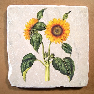 May include: A pair of sunflowers with yellow petals and brown centers, with green leaves and stems, on a white background.