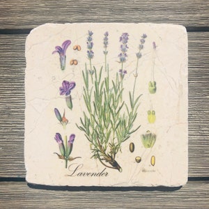 May include: A square, light beige stone coaster with a botanical illustration of lavender flowers and leaves. The image is in shades of green, purple, and yellow. The text "Lavender" is printed in black at the bottom of the coaster.