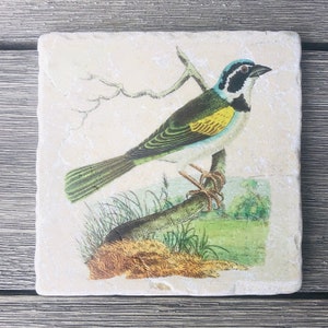 May include: A vintage illustration of a blue, green, and yellow bird perched on a branch. The bird is surrounded by green foliage and a brown branch.