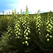 YuccaBloom