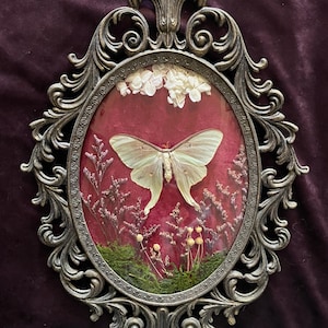 Luna Moth Floral Vintage Frame