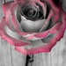 Owner of <a href='https://www.etsy.com/shop/RubyMaeTreasures?ref=l2-about-shopname&from_page=listing' class='wt-text-link'>RubyMaeTreasures</a>
