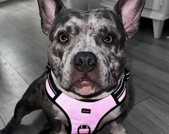 Reflective No-Pull Dog Harness: Custom Color, Training Comfort