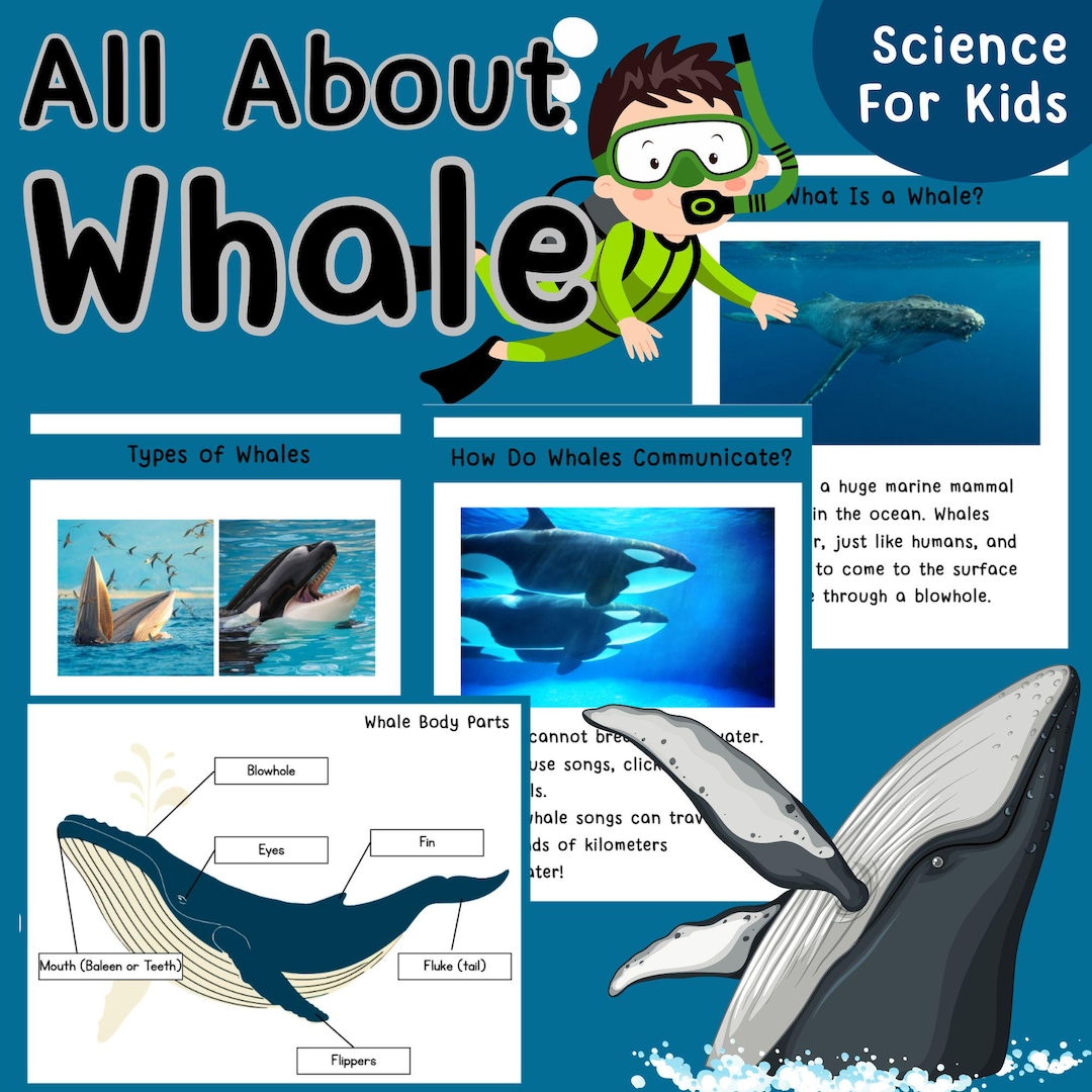 All About Whales for Kids – Worksheets & Activities - Etsy