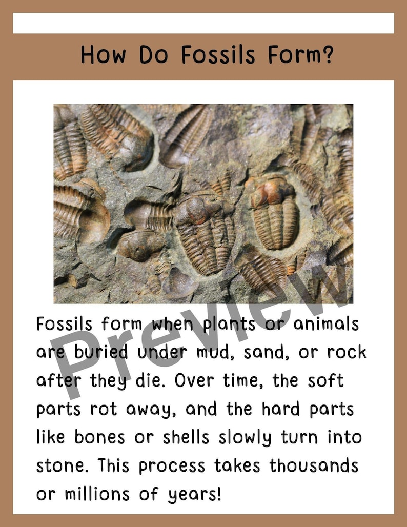 All About Fossils for Kids | Earth Science Activities - Etsy