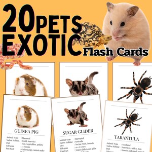 Exotiska husdjursbilder | 20 djurordförrådskort | Naturvetenskap och ESL-aktiviteter