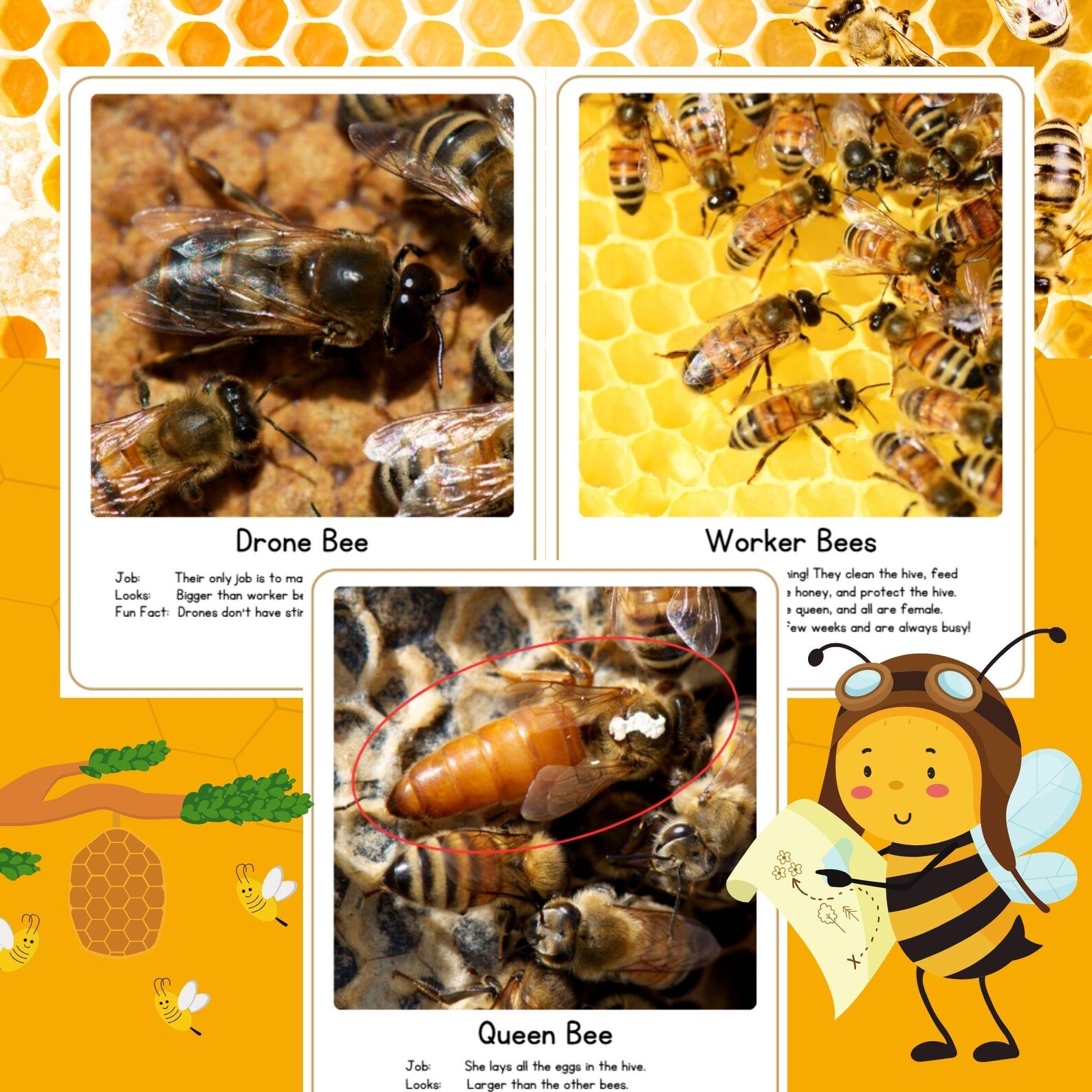 Bee Life Cycle for Kids | Fun Science Worksheet - Etsy
