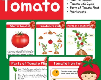 Op de afbeelding: Educatieve poster over tomaten, met het woord "Tomaat" in grote rode letters. De poster bevat secties over de levenscyclus van de tomaat, delen van de plant en leuke weetjes. Er is ook een cartoon tomatenpersonage aanwezig.