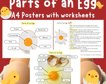 Teile von einem Ei, Wissenschaft für Kinder mit Arbeitsblättern