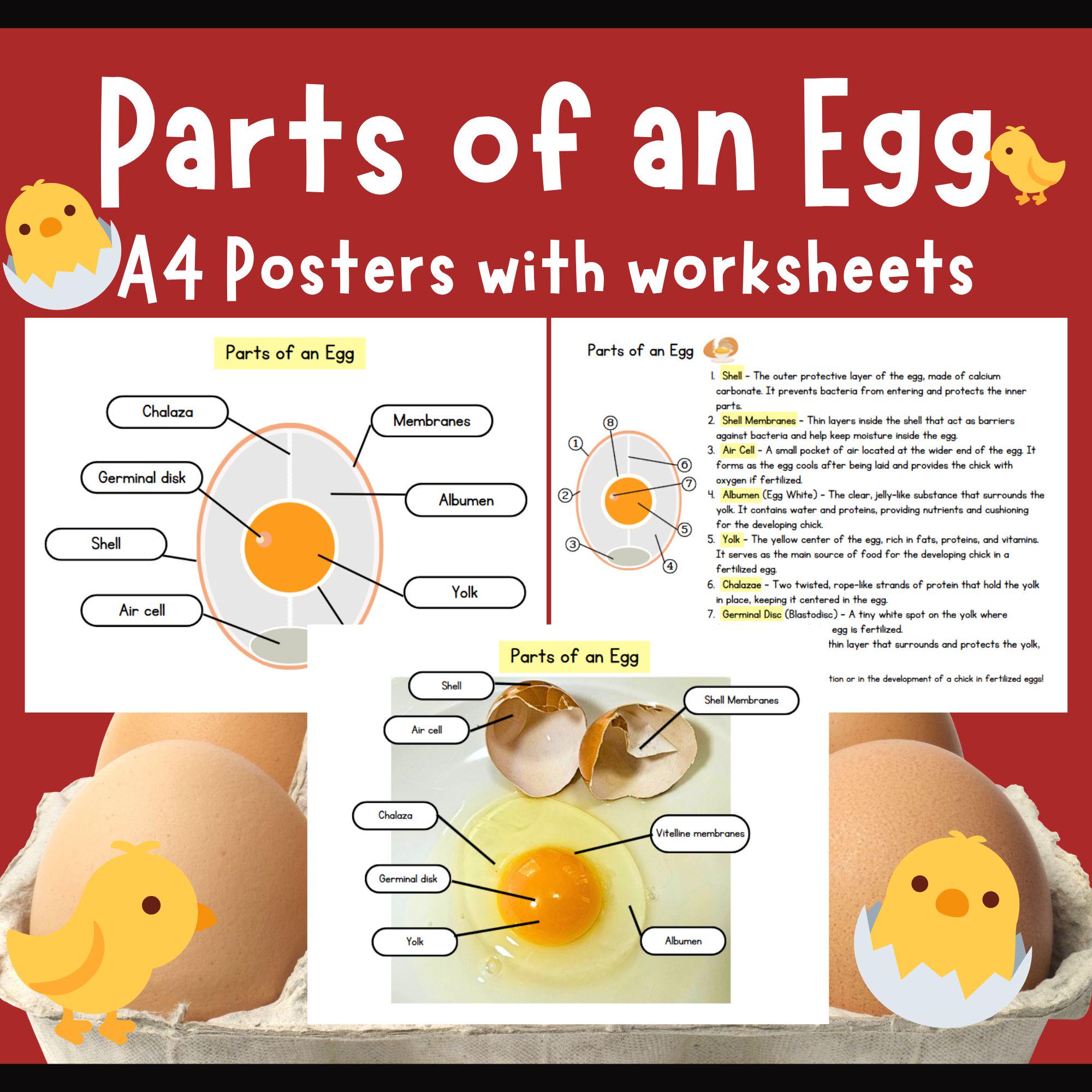 Parts of an Egg - Etsy