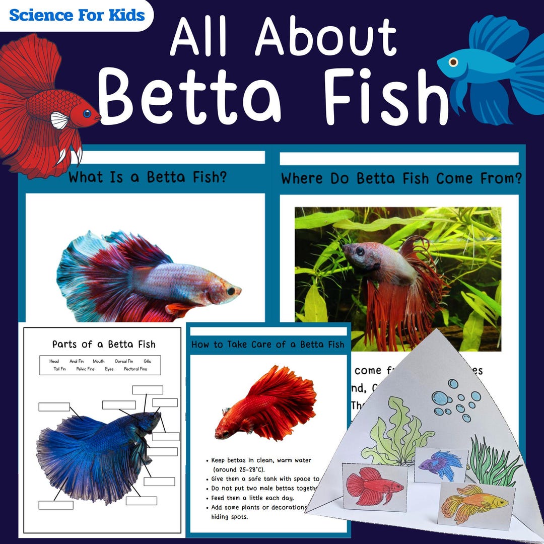 All About Betta Fish for Kids – Science Resource - Etsy